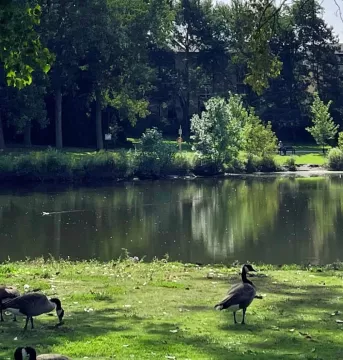 A green park with a pond and geese surrounding it.